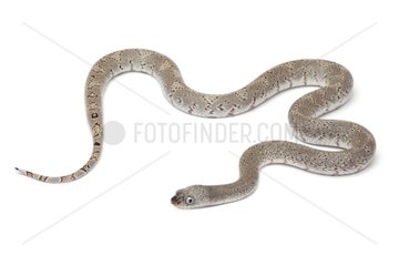 Gray Banded King Snake on white background