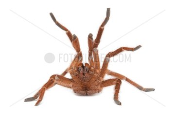 King Baboon Spider on white background