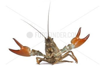Signal crayfish on white background