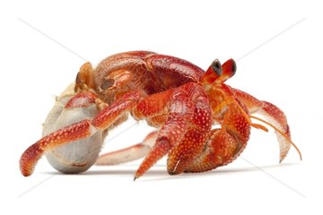 Strawbery land hermit crab without a shell
