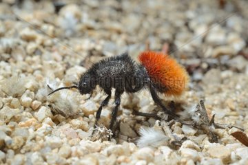 Red velvet ant on sand - Arizona USA