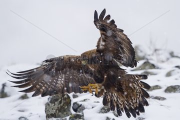 Golden eagle landing - Rhodopes mountains - Bulgaria