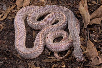 African ground snake (Gonionotophis sp) Burrowing species that feeds on other snakes  including venomous.