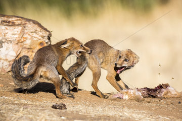 Red fox (Vulpes vulpes) fighting for a prey  Ciudad real  Spain
