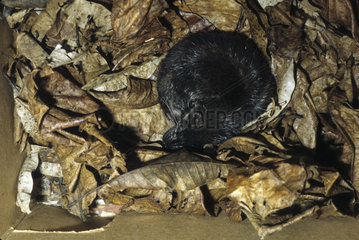 Giant otter shrew (Potamogale velox)  Cameroon