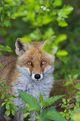 Portrait of Red Fox (Vulpes vulpes) on a hedge in spring  Hesse  Germany