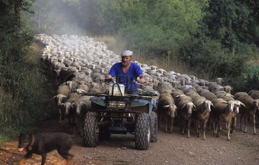 Herdsman leads his flock of sheep in quad France