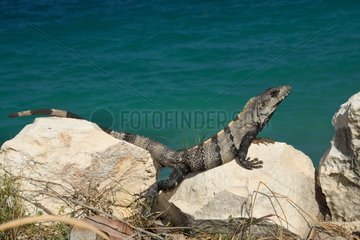 Black spiny-tailed iguana (Ctenosaura similis) at the edge of the Caribbean Sea  Yuacatan Peninsula  Mexico