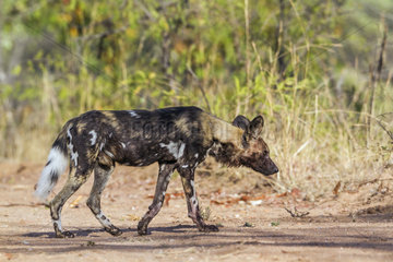 African wild dog (Lycaon pictus) in Kruger National park  South Africa
