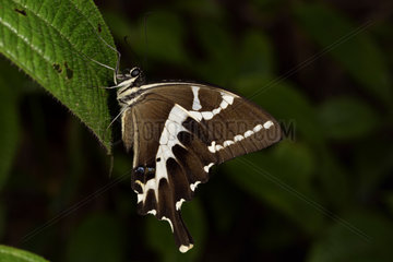 Cream-lined Swallotail (Papilio delalandei) on a leaf in forest  Andasibe  Perinet  Alaotra-Mangoro Region  Madagascar