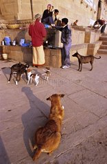Gruppe von Menschen und Hunden auf Ghats India