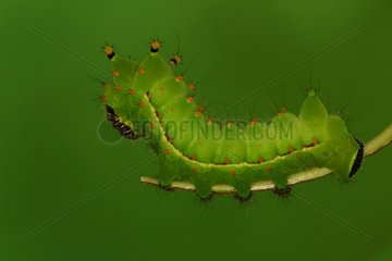 Diurnal Butterfly caterpillar walking in a private breeding