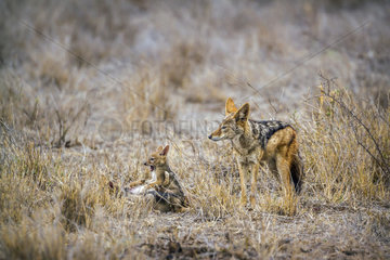 Black-backed jackal (Canis mesomelas) and young playing in Kruger National park  South Africa