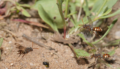 Cuckoo bee (Nomada alboguttata) parasitizes an Andean sands (Andrena barbilabris) seeking their nesting gallery fled into the sand  Regional Natural Park of Northern Vosges  France