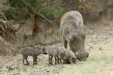 Warthog (Phacochoerus aethiopicus) female and young  Kruger NP  South Africa