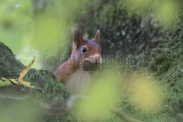Red squirrel (Sciurus vulgaris) making reserves of beechnuts  Ardennes  Belgium