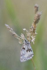 Marbled white (Melanargia galathea) female on a grass on a summer evening in a wet meadow  Auvergne  France