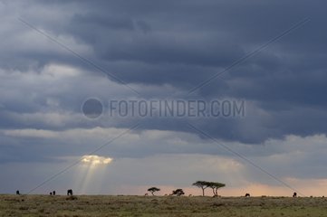 Sunshine above the Masai Mara Reserve Kenya