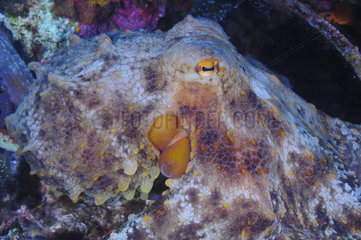 Common Octopus (Octopus vulgaris)  Sea Lion Dive Site  Saint Raphael  French Riviera  France