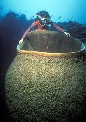 Tauch- und Barrel -Schwamm Caymans Islands Caribean