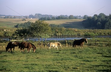 Horses in a meadow in autumn Kachoubia Poland