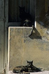 Cat lying down against a wall near a door India