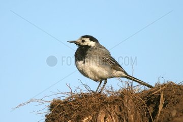 Pied Wagtail in summer livery Gard France