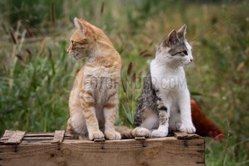 Zwei Katzen saßen auf einer Holzkiste