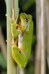Tree Frog singing frog on a stem near a pond Bugey France