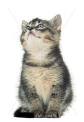 Porträt eines blau -eänder -Kätzchens in die Luft