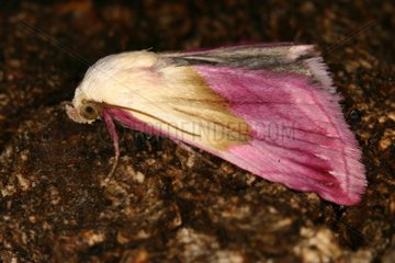 Noctuid moth on a trunk Sieuras Ariège France