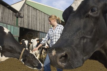 Jeune agricultrice avec ses Prim'Holstein devant l'étable