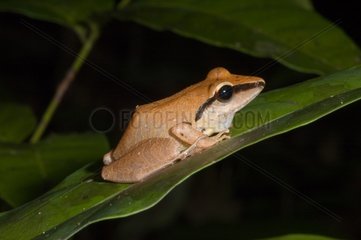 Frog resting on a leaf in Guyana