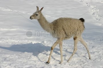 Lama alpaca in snow Poland [AT]