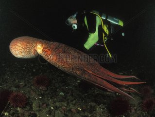 Diver observing a Giant Octopus Pacific Northwest