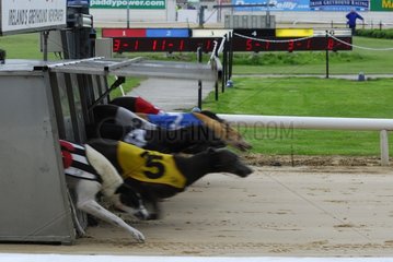 Greyhound race Dublin Ireland