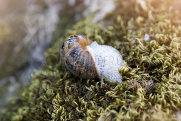 Brown Gardensnail drooling on moss - France