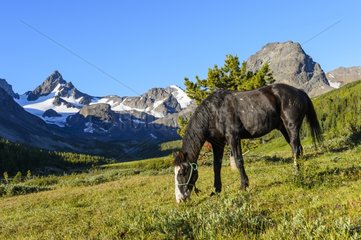 Quarter Horse in Valley - Park Tsylos Rockies Canada