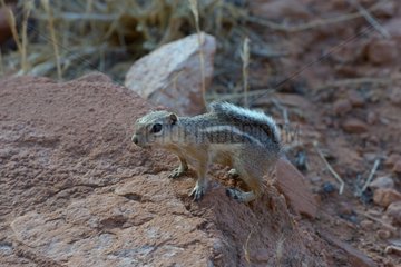White-tailed Antelope Squirrel - Valley of Fire Nevada USA