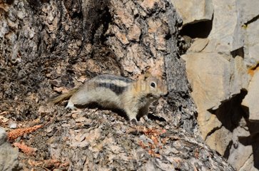 Golden-mantled ground squirrel on ground - California USA