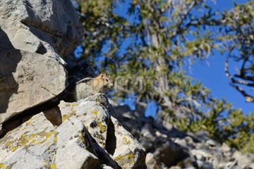Golden-mantled ground squirrel on rock - California USA