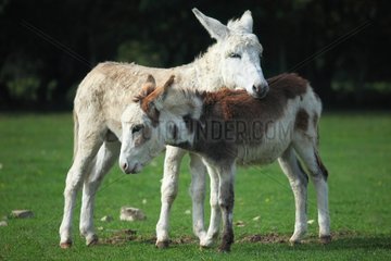 Donkeys in a meadow - France