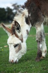 Donkey grazing in a meadow - France