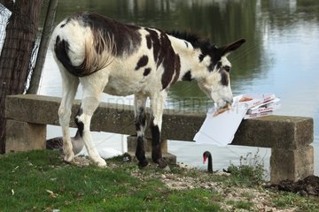 Donkey eating a pizza at the water's edge - France