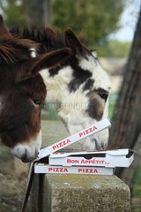 Donkeys eating a pizza at the water's edge - France