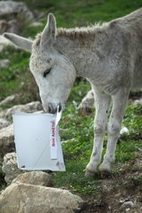 Donkey eating a pizza - France