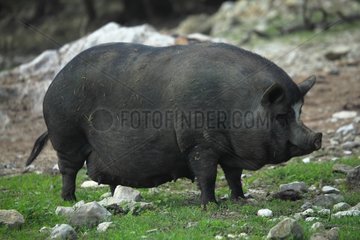 Black pig in the grass - France