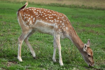 Fallow Deer eating grass - France
