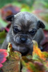 Portrait of Young Chihuahua and dead leaves - France