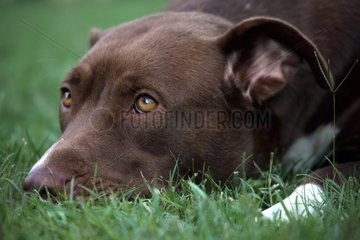 Portrait of American Staffordshire Terrier in the grass